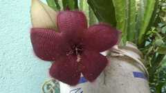 Stapelia grandiflora