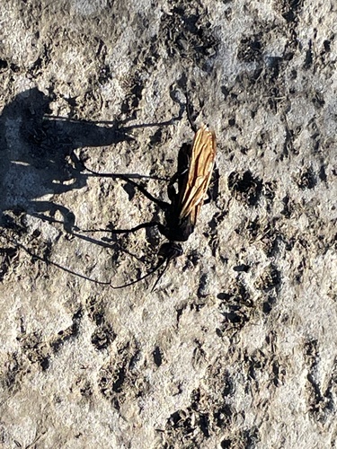 iNaturalist observation photo of New World Tarantula-hawk Wasps