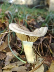 Cortinarius salor