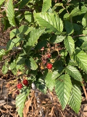 Rubus pinnatus