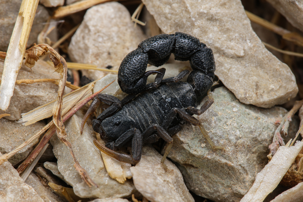 Orthochirus navidpouri