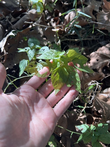 Deam's two-seeded mercury (Acalypha deamii)