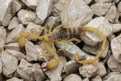 Photo of Gadim Slender-tailed Scorpion (Hemiscorpius lepturus)