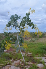 Acacia dunnii