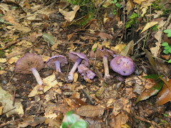 Cortinarius aggregatus