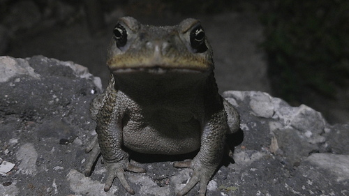 Rhinella bella