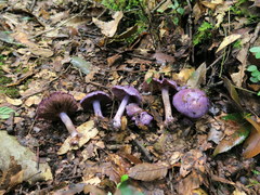 Cortinarius aggregatus
