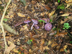 Cortinarius aggregatus