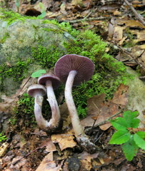 Cortinarius anomalus