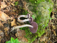 Cortinarius anomalus
