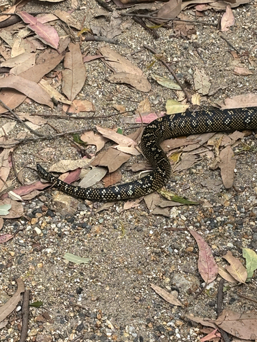 Diamond Python sighting