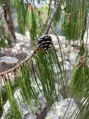 Pinus lumholtzii, photograph author not stated, no rights reserved