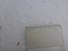 Peromyscus maniculatus gracilis