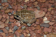 Ranoidea longipes