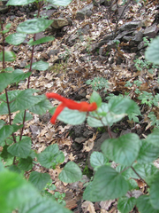 Salvia regla