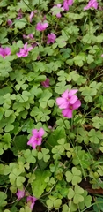 Oxalis hispidula