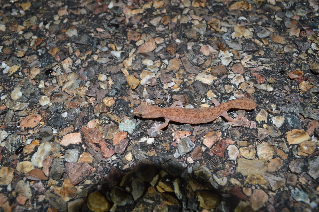 Kimberley Fat-Tailed Gecko