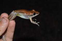 Litoria watjulumensis
