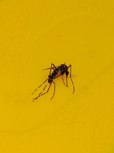 Unknown species found near Brook Creek, Lawrence, KS, USA
