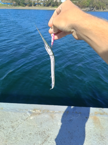 Pacific needlefish (Strongylura anastomella) — Belonidae — 5
