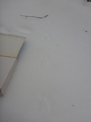 Peromyscus maniculatus gracilis