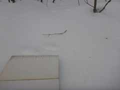 Peromyscus maniculatus gracilis