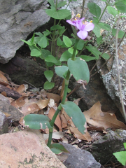 Tradescantia brevifolia