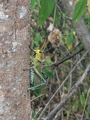 Taeniopoda picticornis