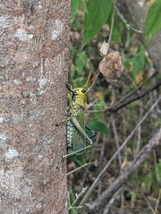 Taeniopoda picticornis