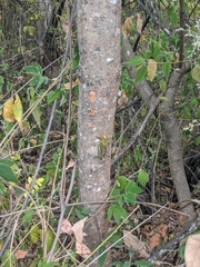 Taeniopoda picticornis