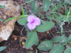 Tradescantia brevifolia