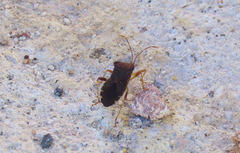 Anasa scorbutica
