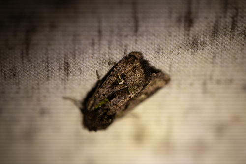 Bristly Cutworm Moth (Lacinipolia renigera)