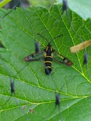 Synanthedon tipuliformis