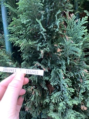 Chamaecyparis lawsoniana