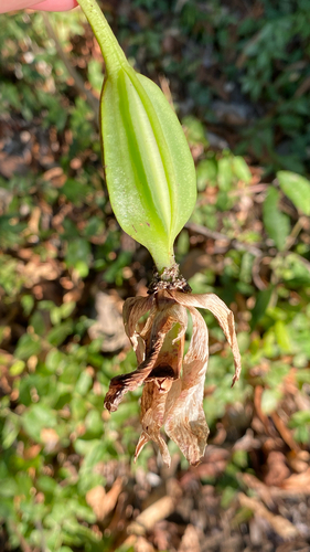 Cattleya walkeriana, photograph 5