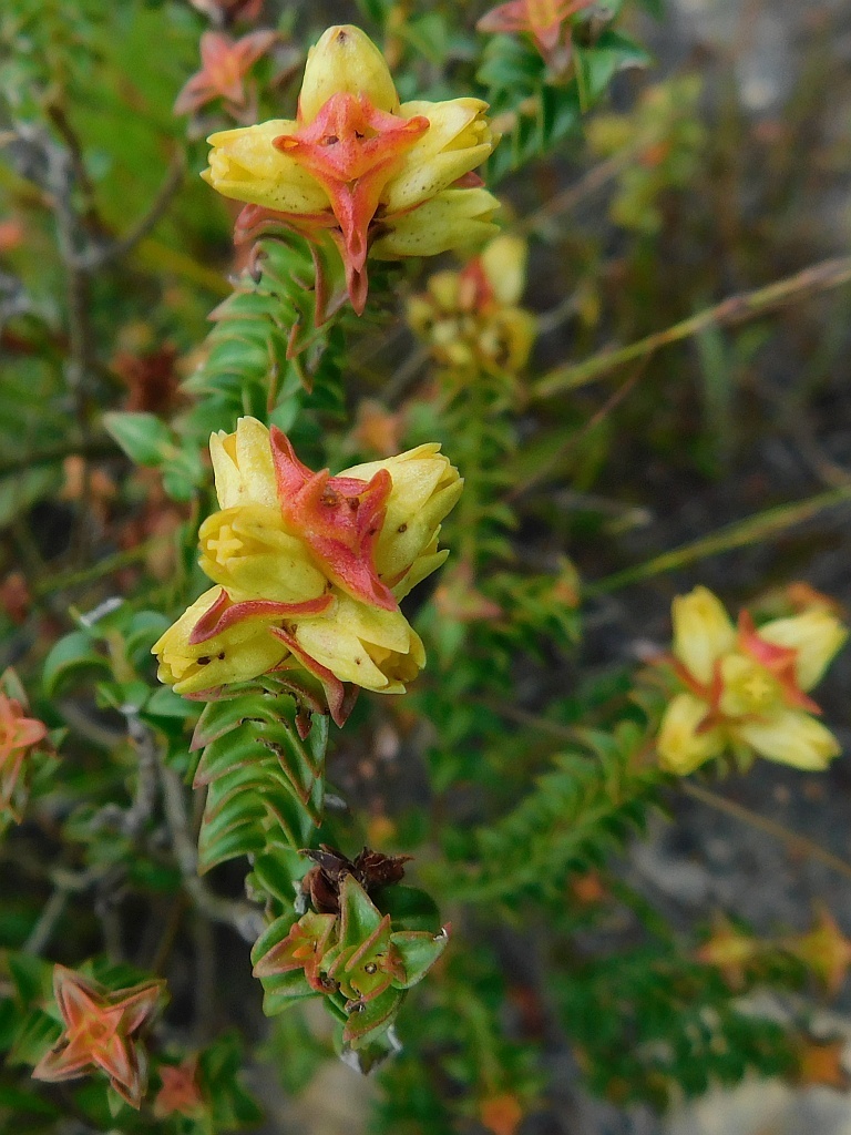 Penaea mucronata (Penaea mucronata)