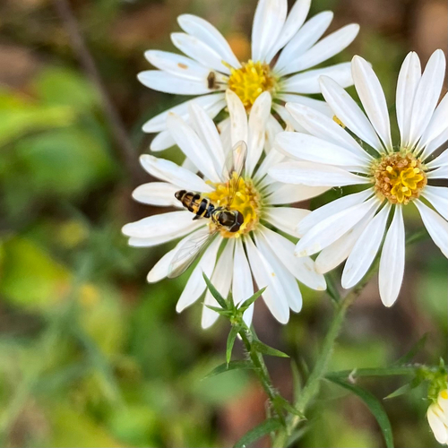 Unknown species found near Horseshoe Bluff Trail, Dubuque, IA, US