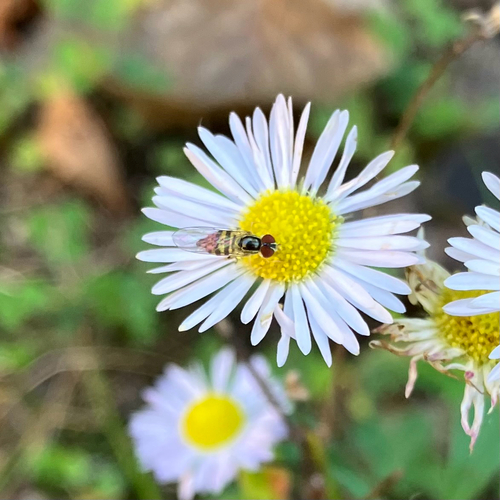 Unknown species found near Horseshoe Bluff Trail, Dubuque, IA, US
