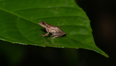 Hyperolius kivuensis