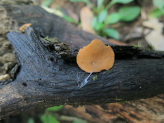 Phillipsia costaricensis