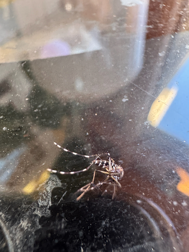 Unknown species found near Tennessee, US