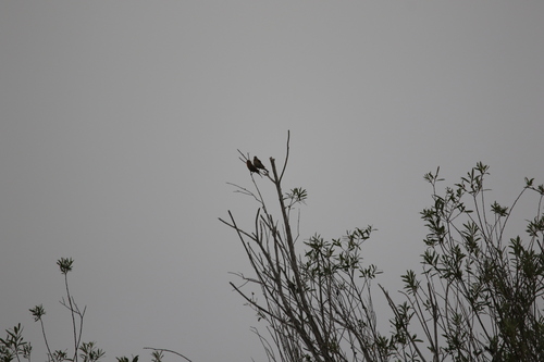 iNaturalist observation photo of House Finch