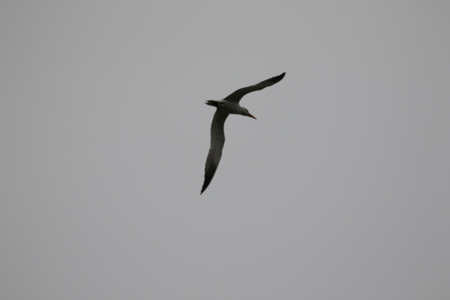 iNaturalist observation photo of Caspian Tern