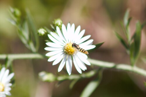 Unknown species found near Morgan County, MO, USA