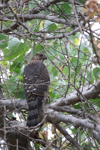 iNaturalist observation photo of Cooper's Hawk