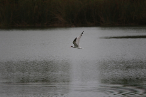 iNaturalist observation photo of Caspian Tern