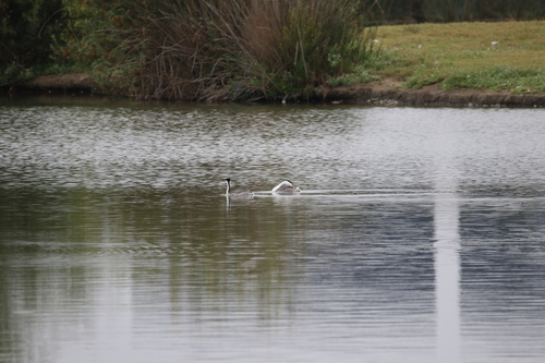 iNaturalist observation photo of Clark's Grebe