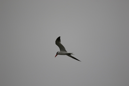 iNaturalist observation photo of Caspian Tern