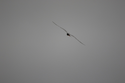 iNaturalist observation photo of Caspian Tern